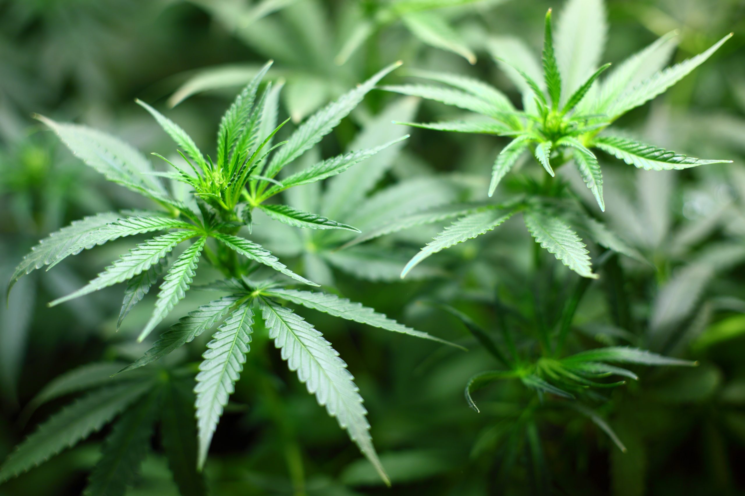 Cannabisplfnazen in einem Growroom